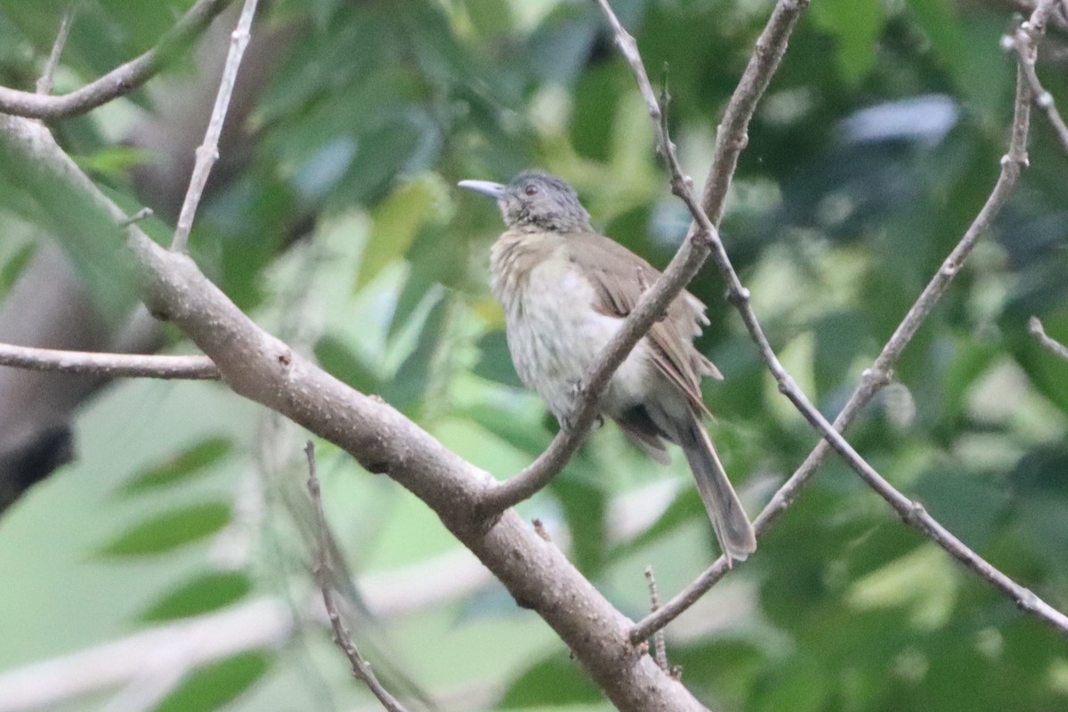 Mindoro Bulbul - ML623317347