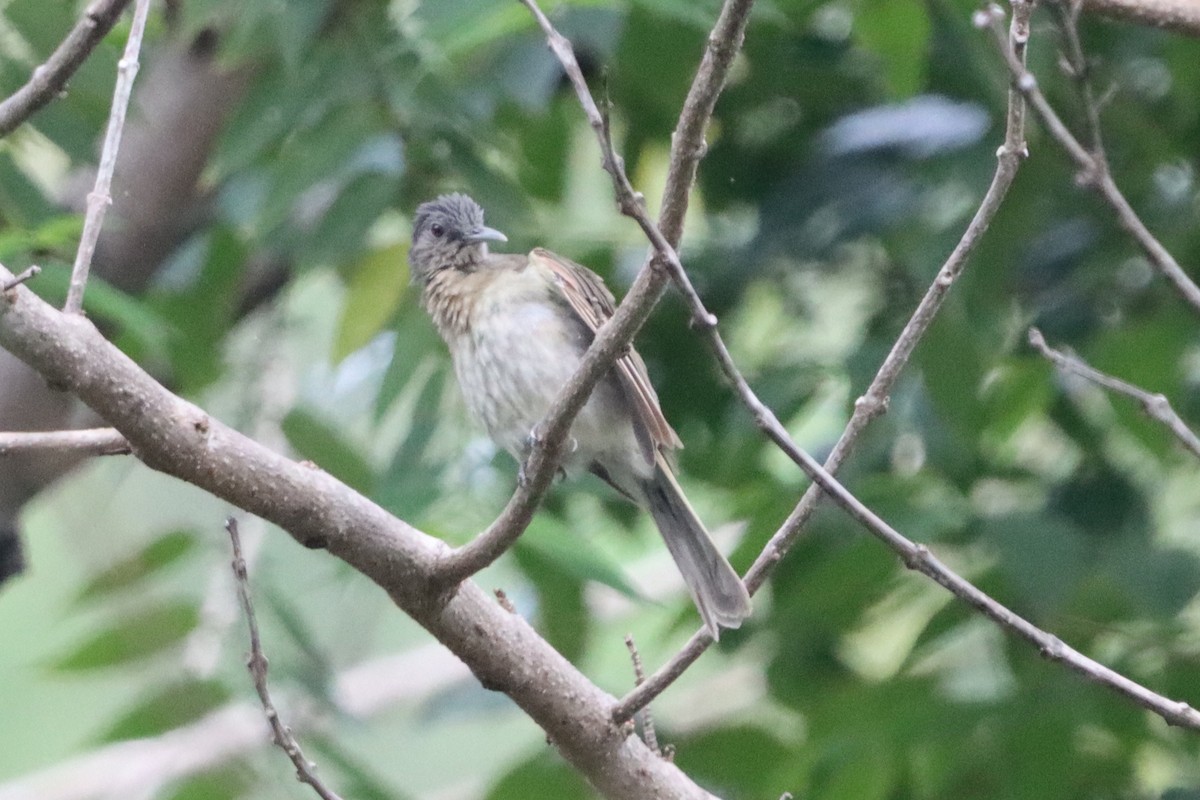 Mindoro Bulbul - ML623317348