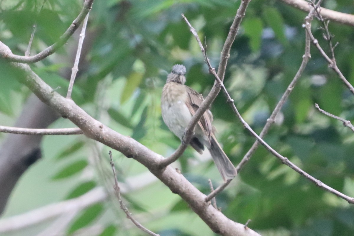 Mindoro Bulbul - ML623317350