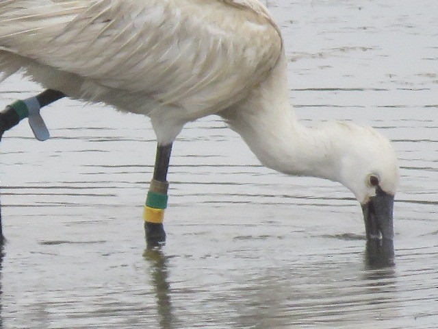 Eurasian Spoonbill - ML623317357