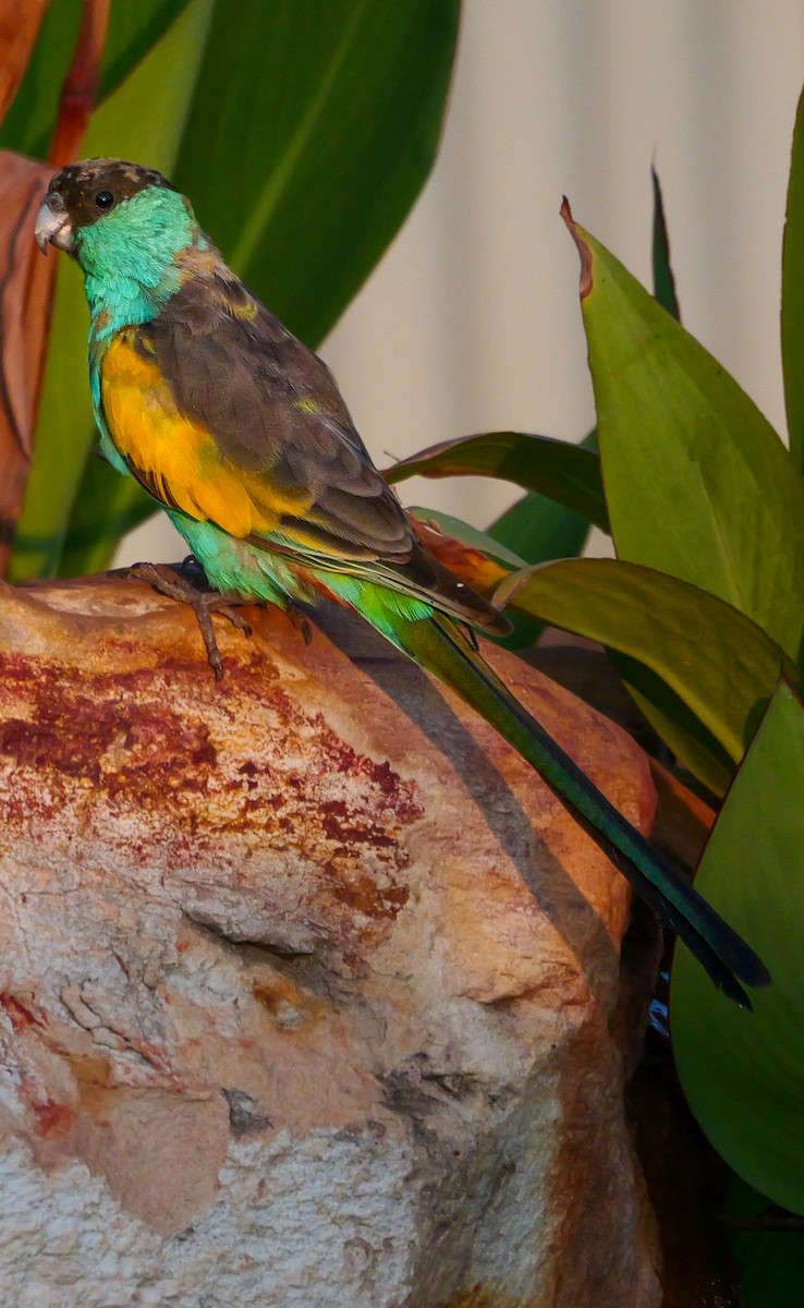 Hooded Parrot - Roger Horn