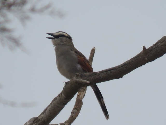 Black-crowned Tchagra - ML623317421