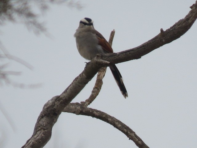 Black-crowned Tchagra - ML623317422