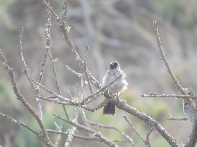 Common Bulbul - Ovidi Alcover