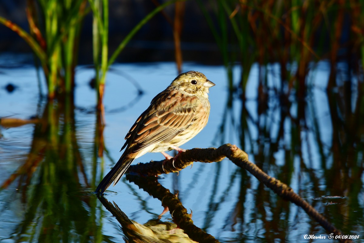 Hesi-berdantza - ML623317444