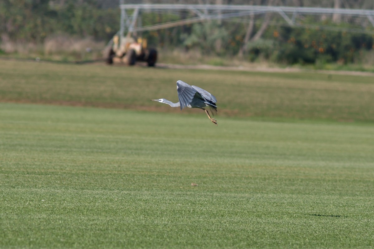 hvitmaskehegre - ML623317447