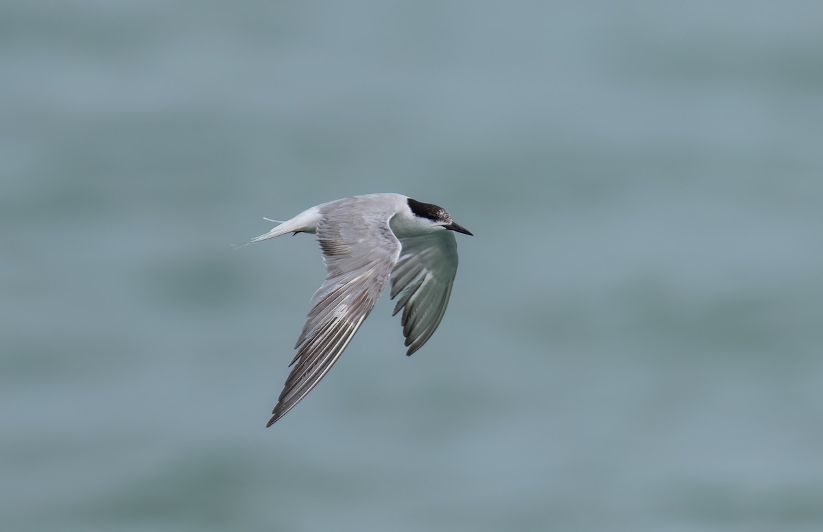 Common Tern - ML623317492