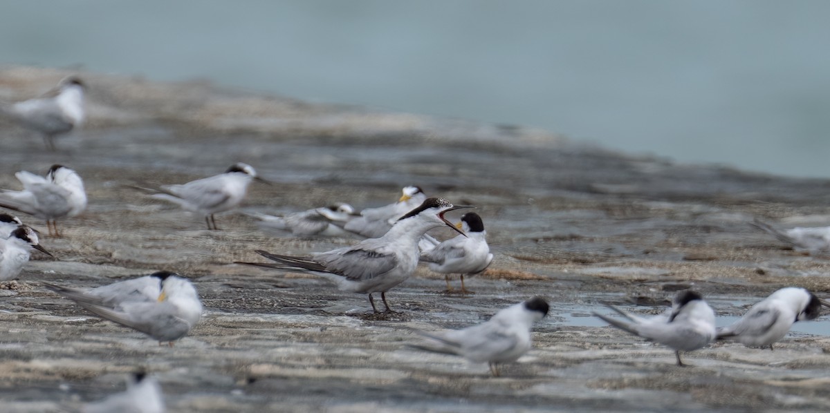 Common Tern - ML623317493