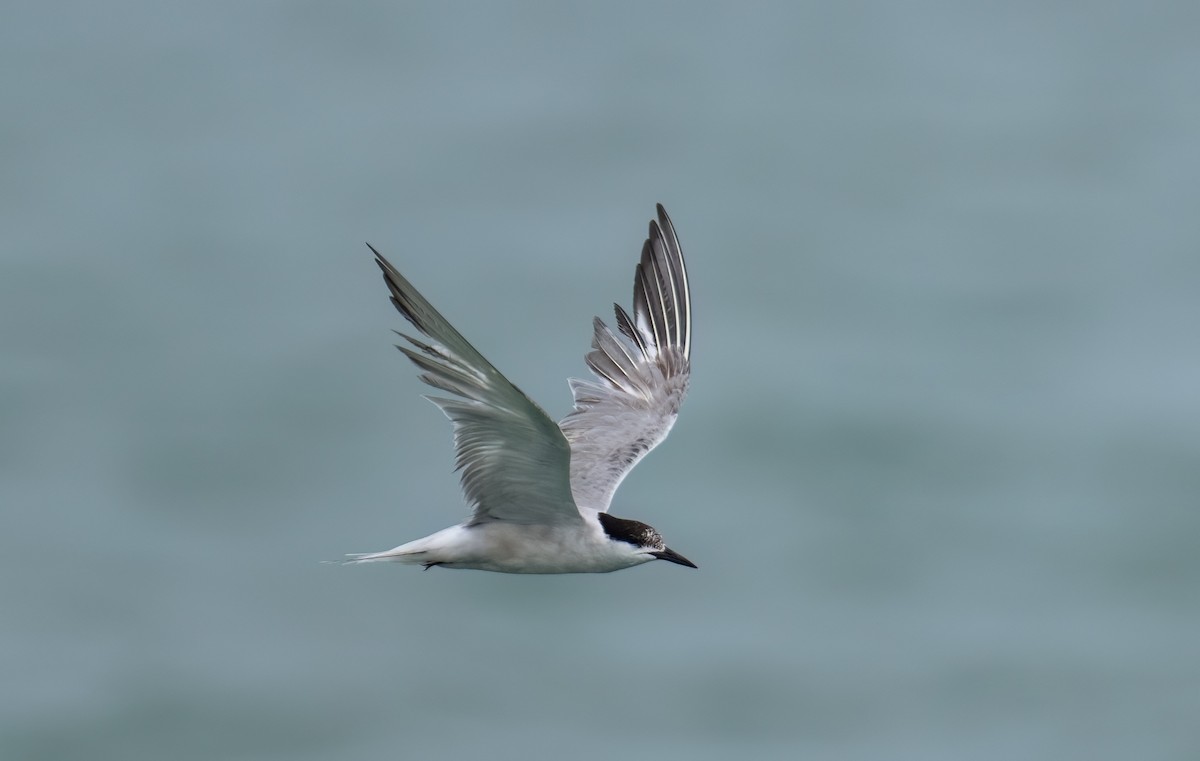 Common Tern - ML623317494