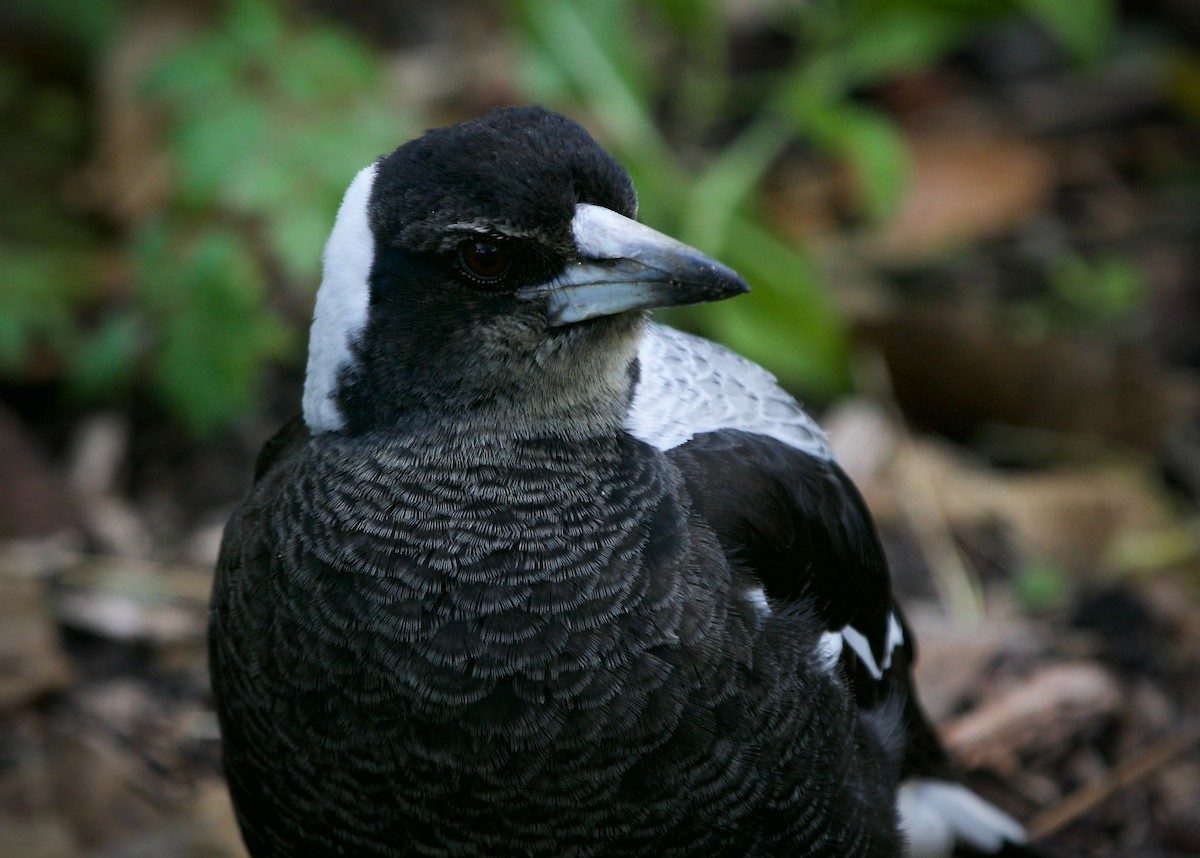 Australian Magpie (White-backed) - ML623317497