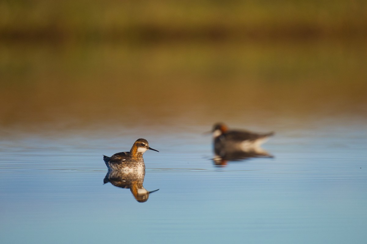 Red-necked Phalarope - ML623317535