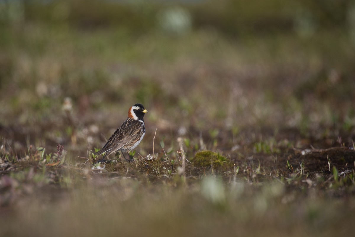 Lapland Longspur - ML623317543