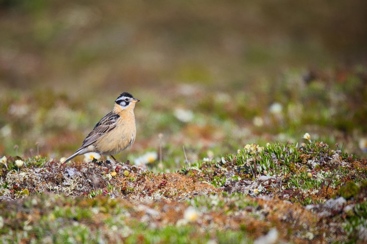 Smith's Longspur - ML623317551