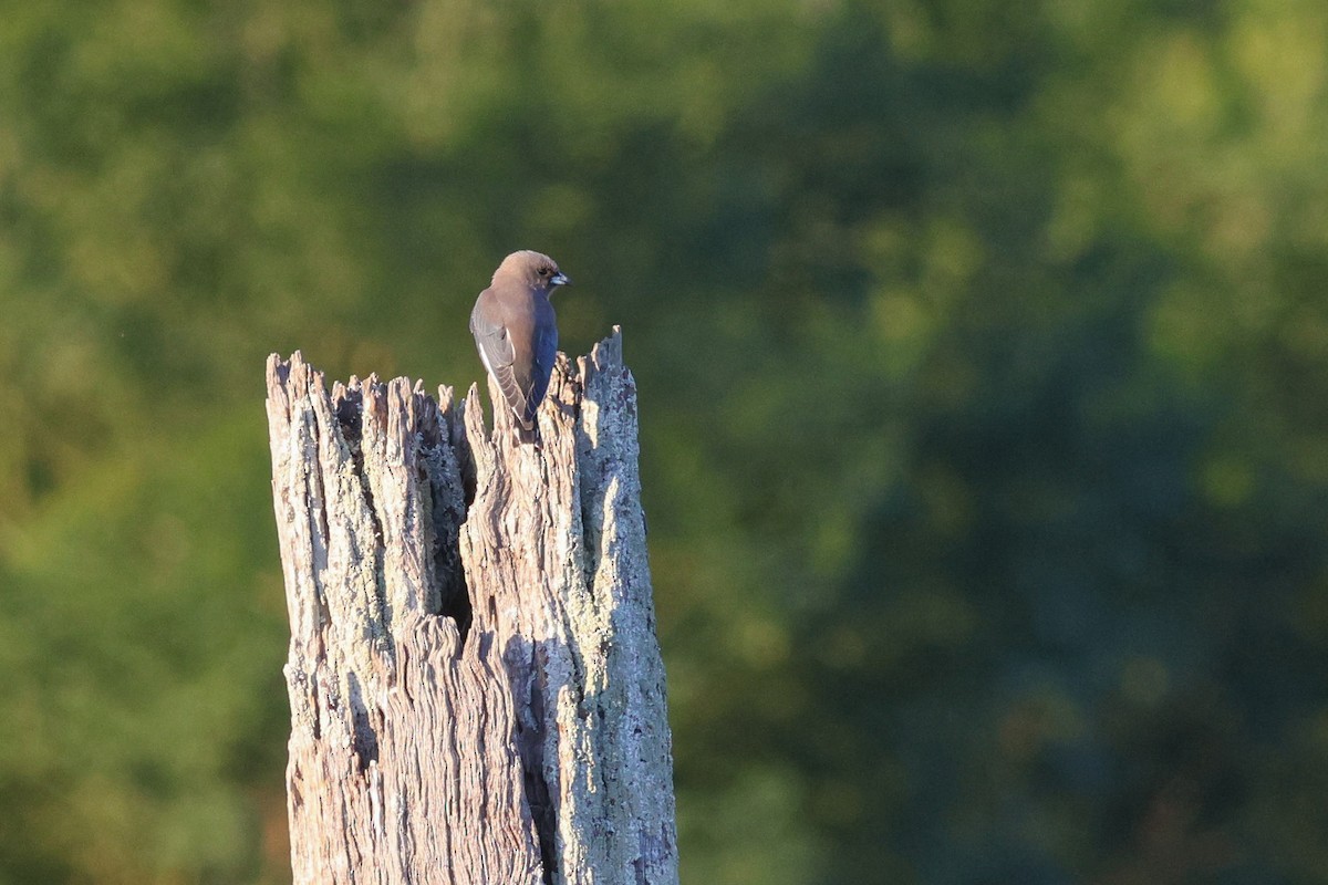 Dusky Woodswallow - ML623317562