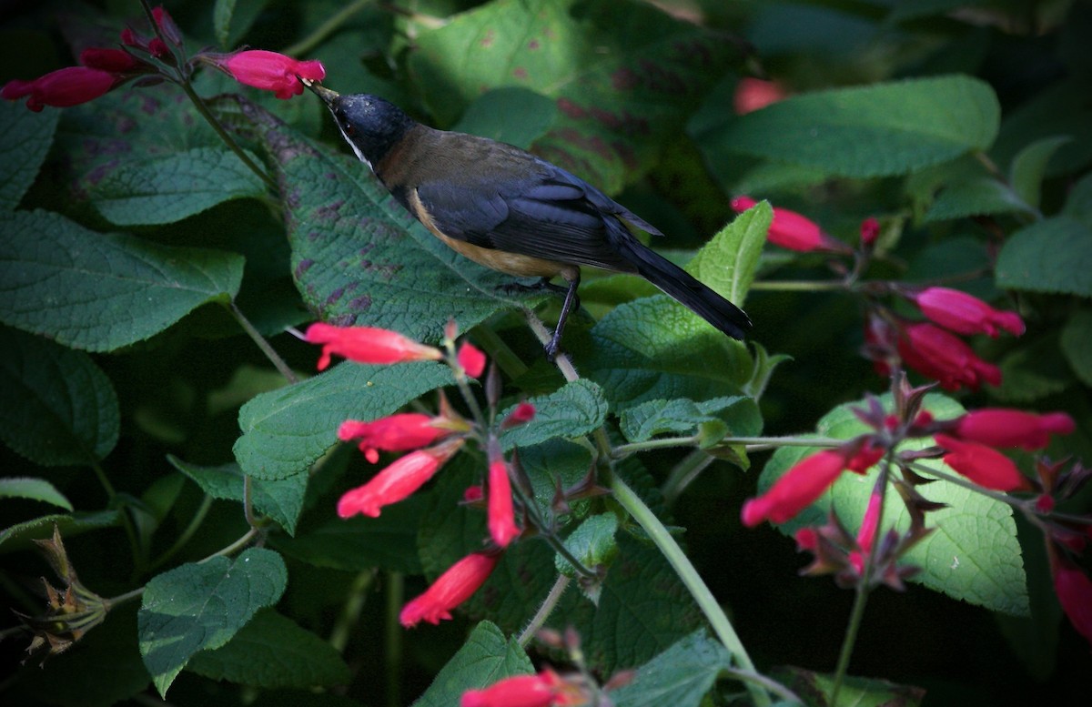 Eastern Spinebill - ML623317565