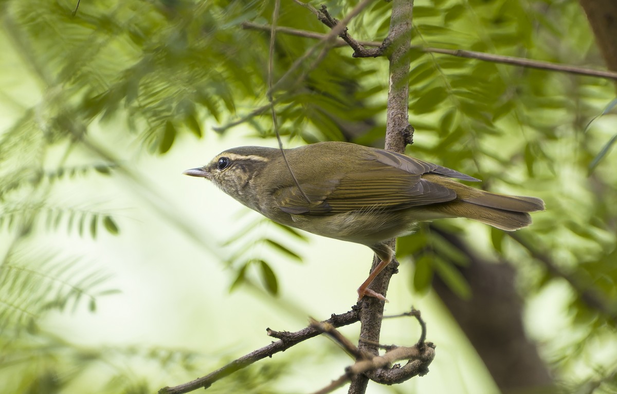 Pale-legged Leaf Warbler - ML623317594