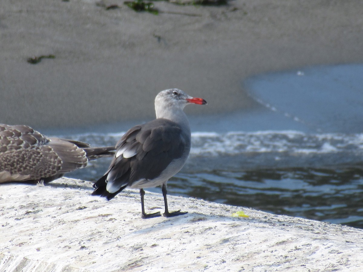 Heermann's Gull - ML623317665