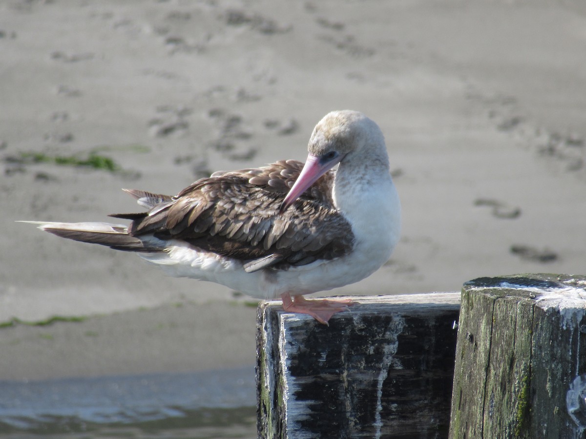 Red-footed Booby - ML623317687