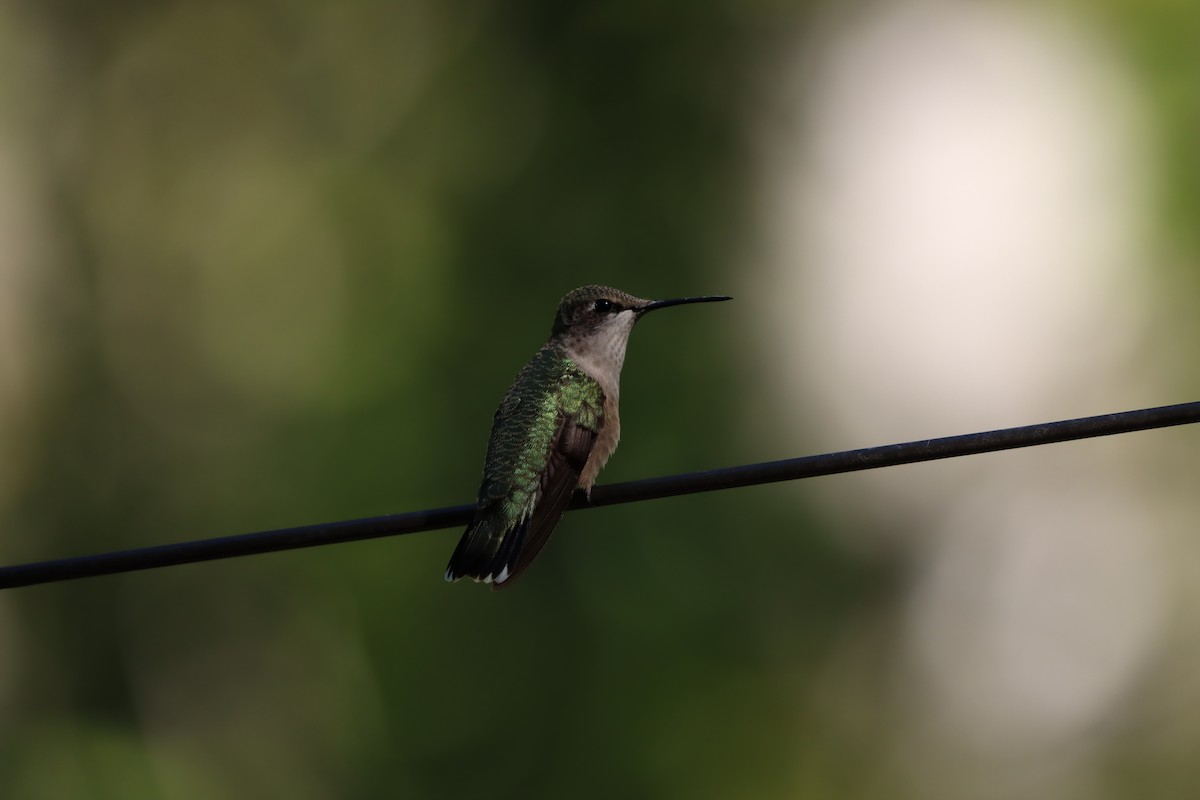 Ruby-throated Hummingbird - ML623317697