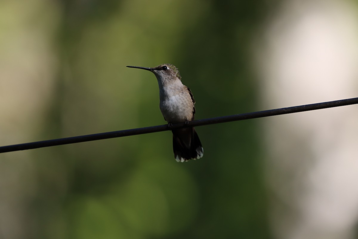 Ruby-throated Hummingbird - ML623317698