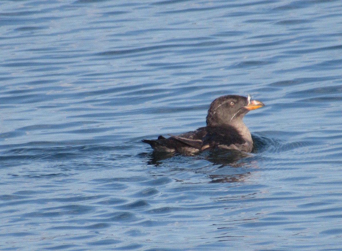 Rhinoceros Auklet - ML623317731