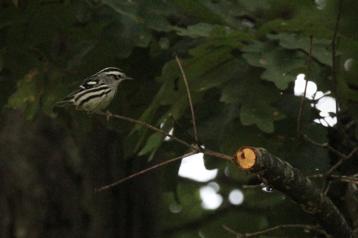 Black-and-white Warbler - ML623317739