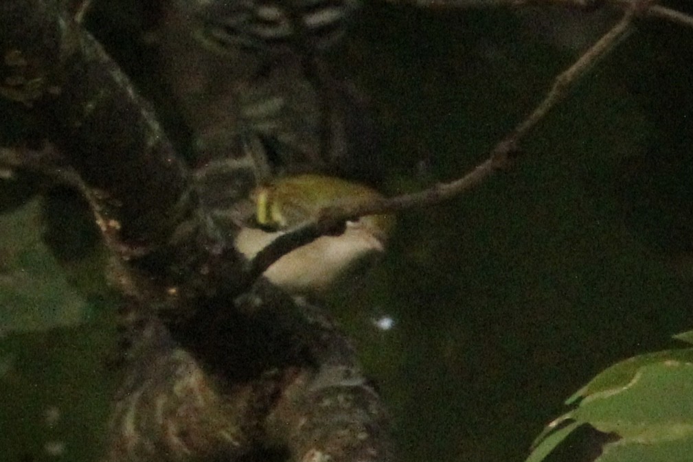 Chestnut-sided Warbler - ML623317742