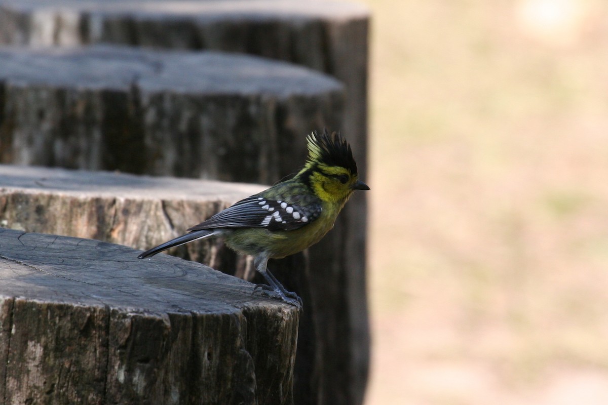 Yellow-cheeked Tit - ML623317779