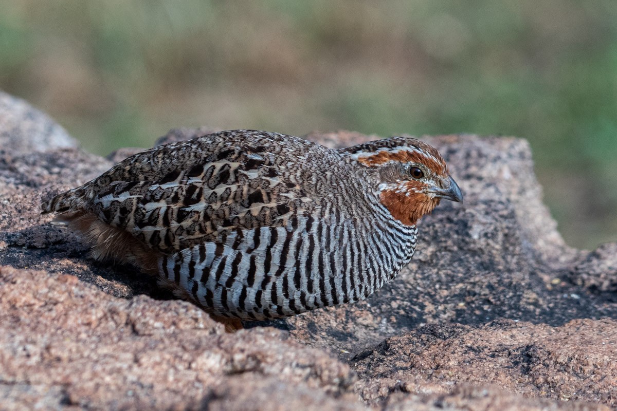 Jungle Bush-Quail - ML623317786