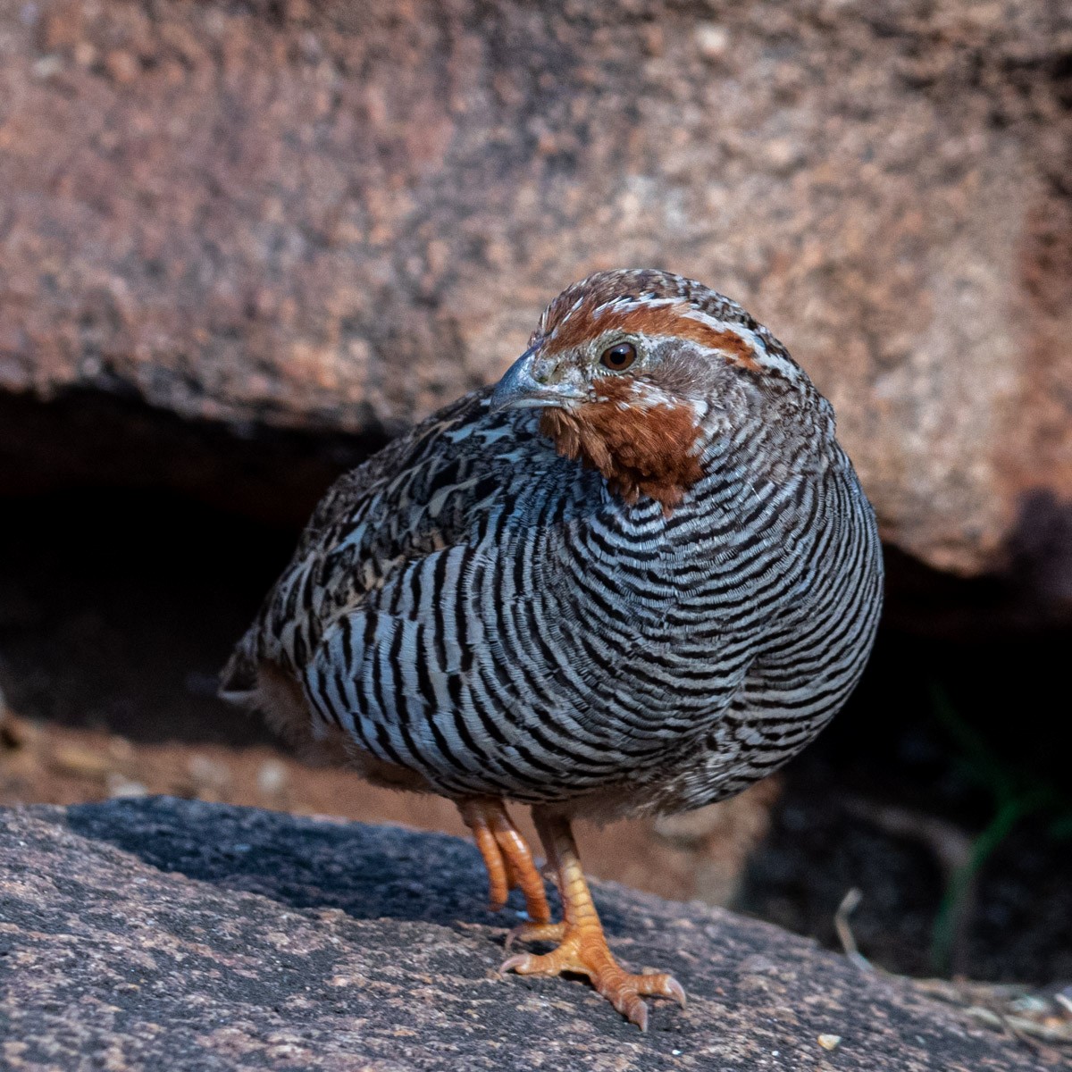 Jungle Bush-Quail - ML623317787