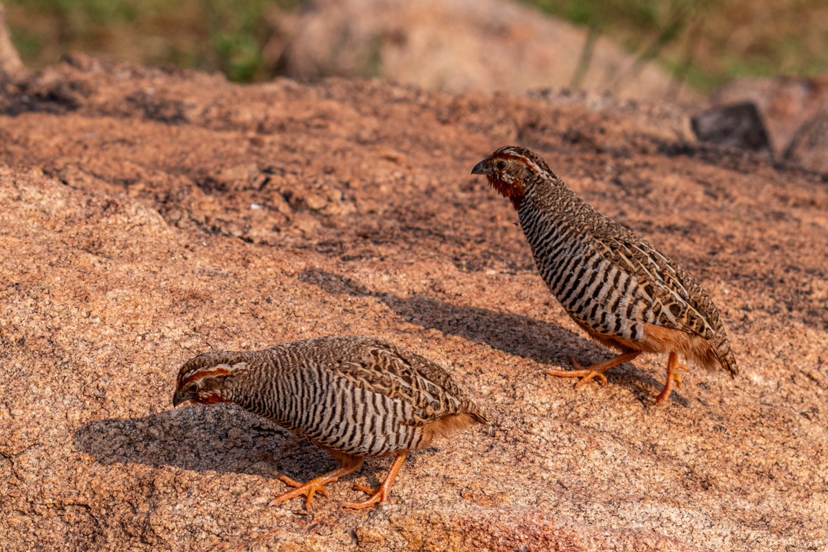 Jungle Bush-Quail - ML623317788