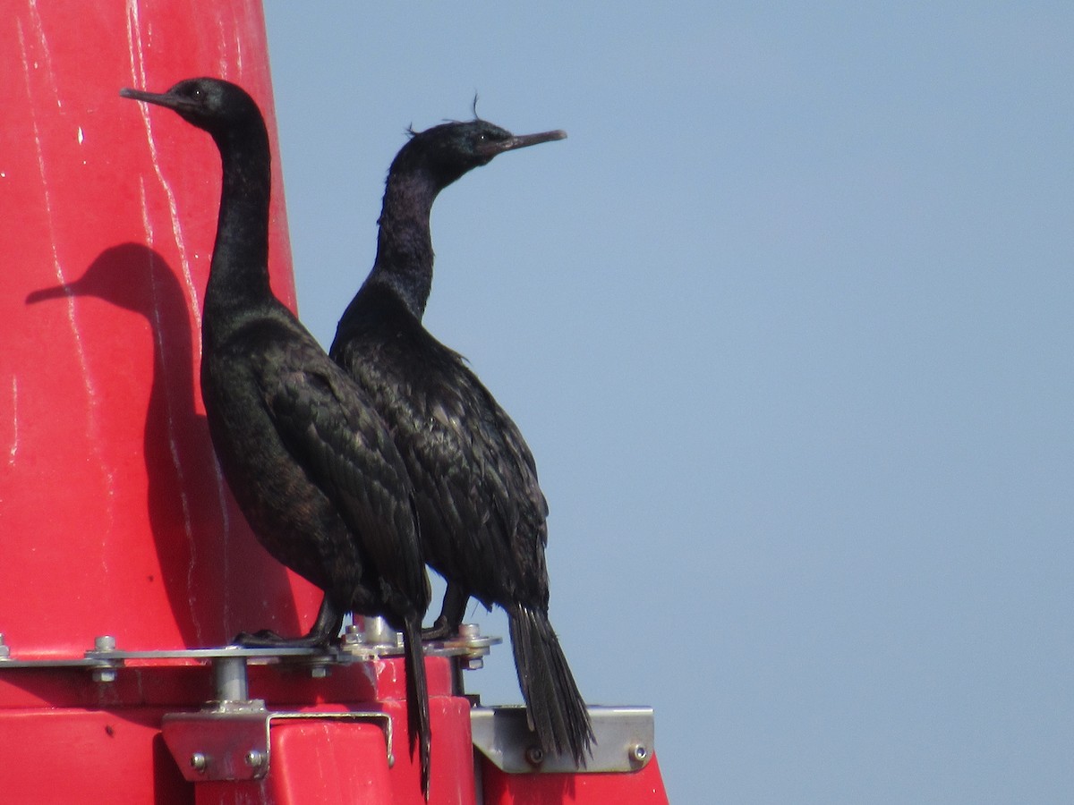 Pelagic Cormorant - ML623317853