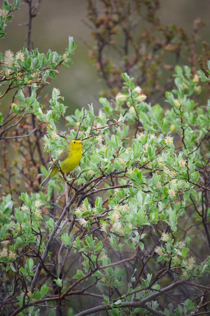 Wilson's Warbler - ML623317910