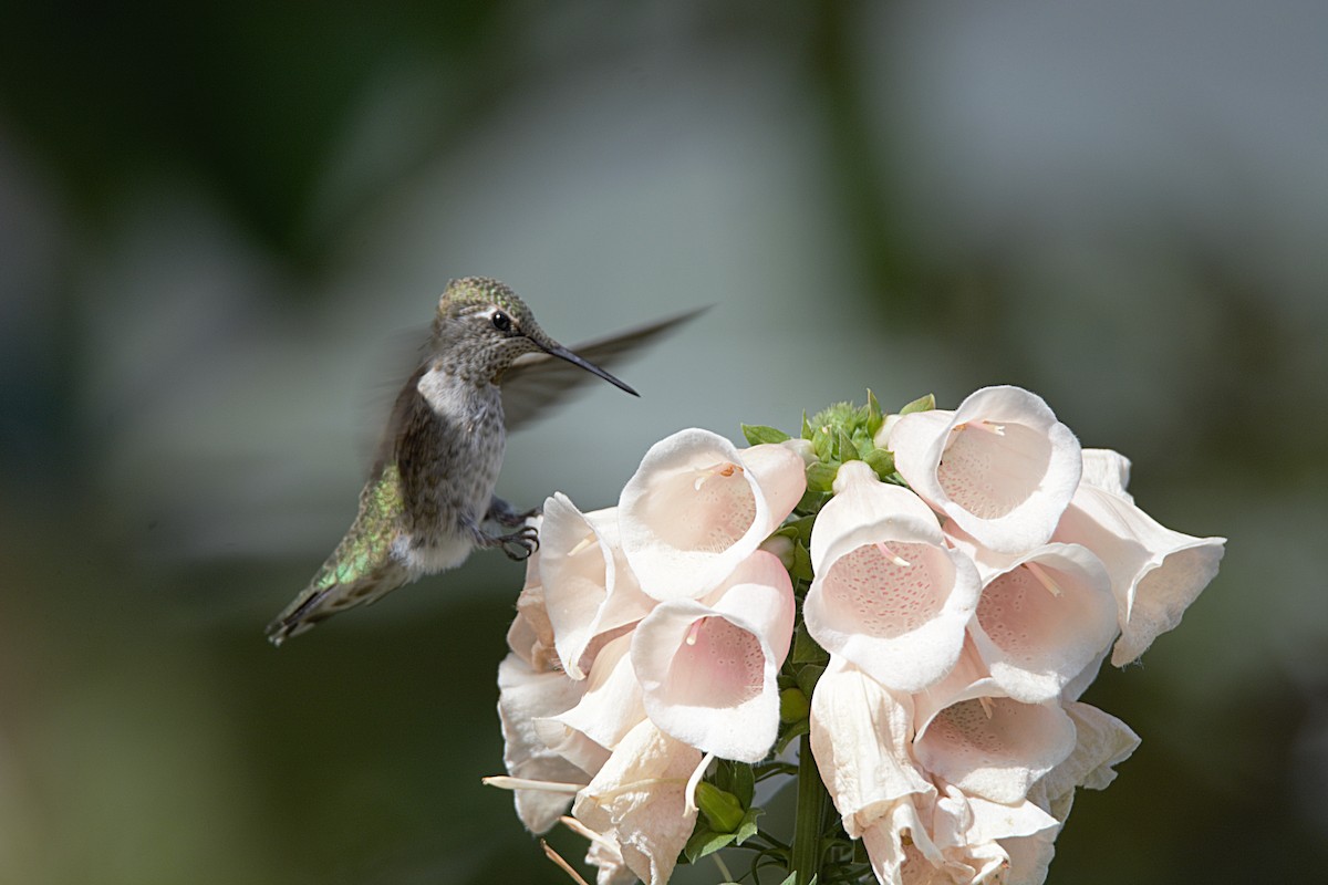 Colibrí de Anna - ML623317929