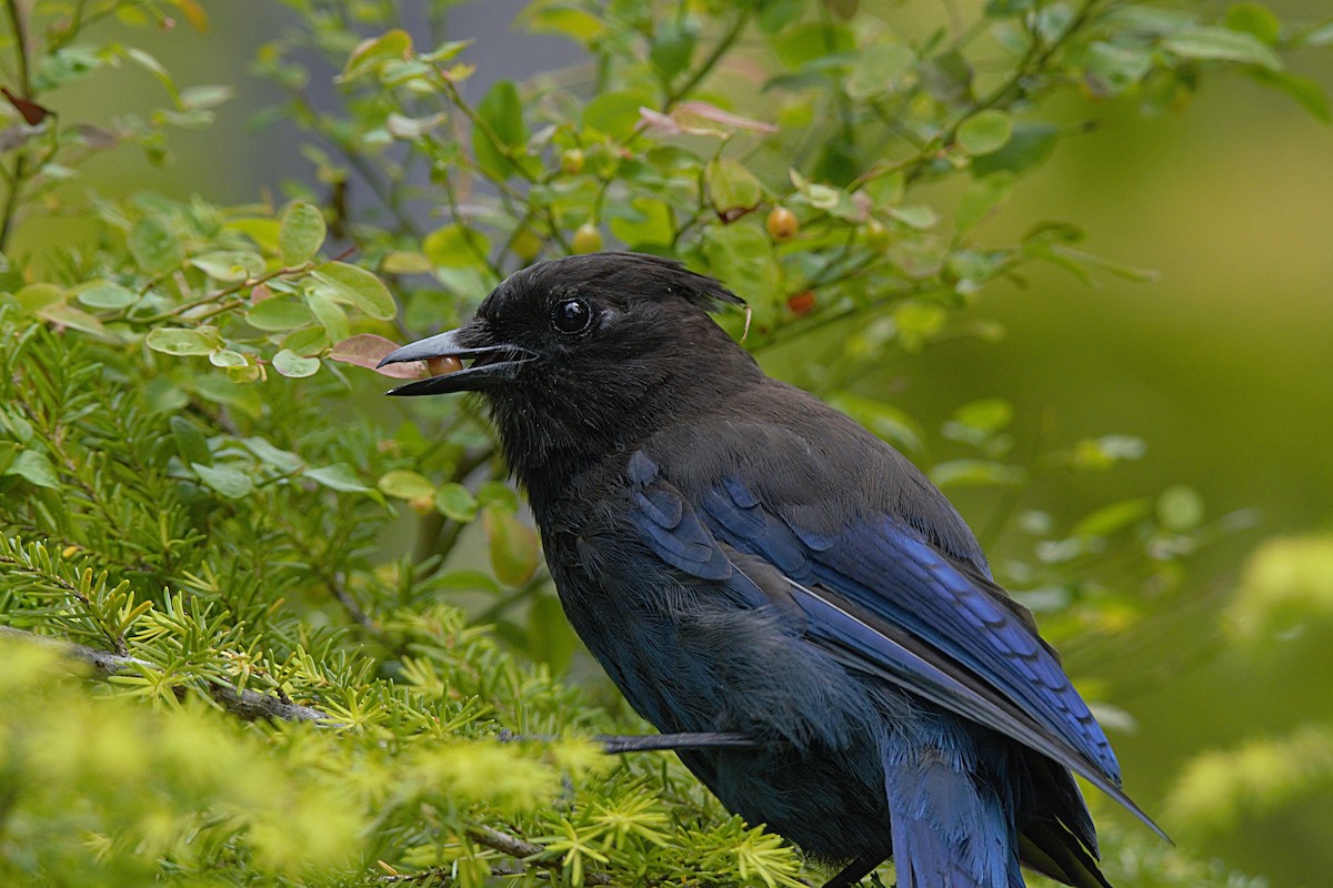 Steller's Jay - ML623317932