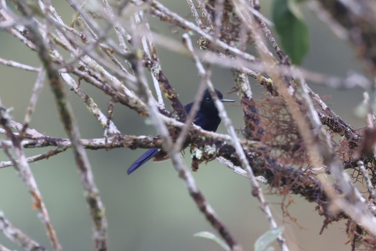 Colibrí Real - ML623317981