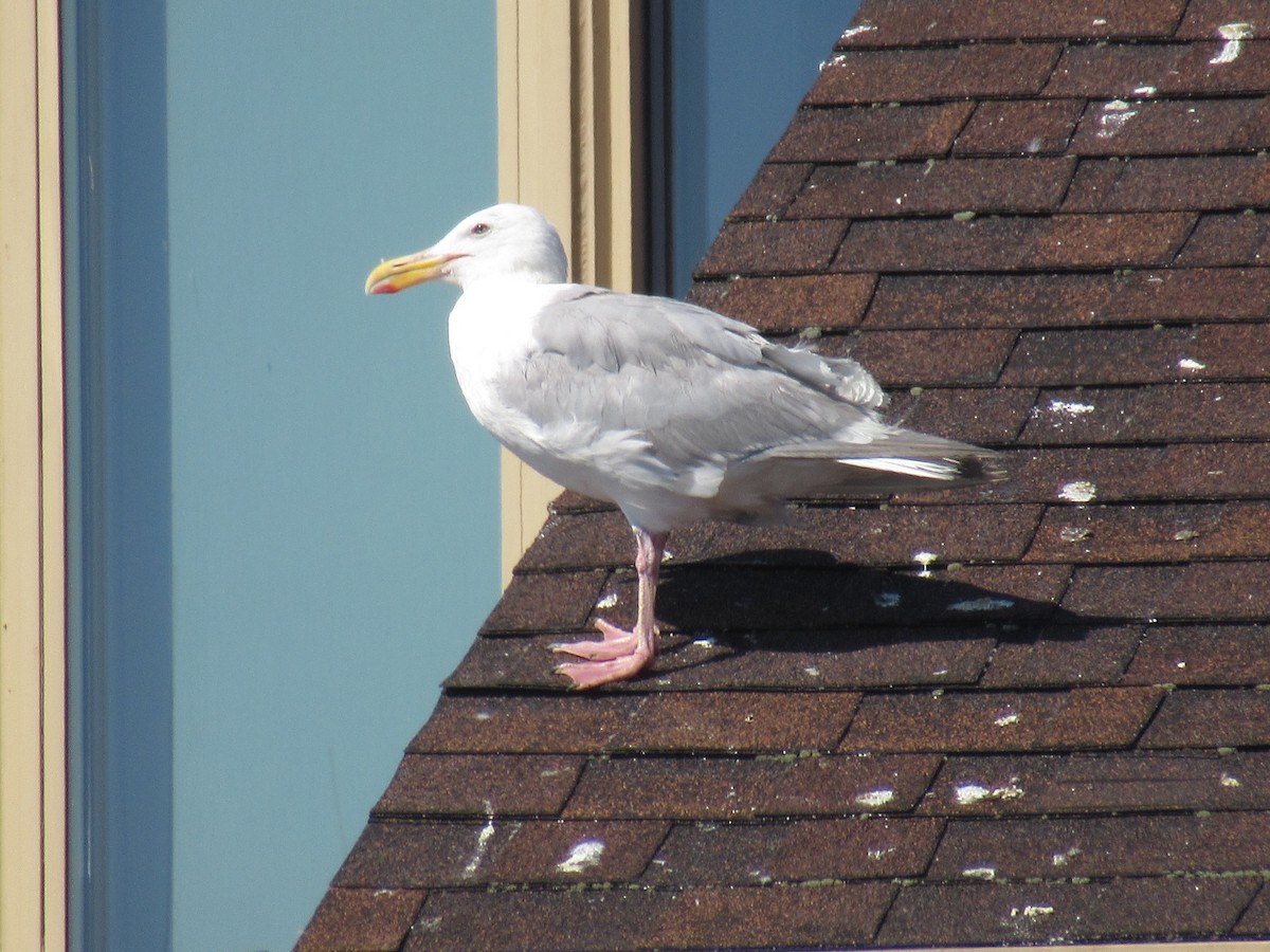 Glaucous-winged Gull - ML623317987