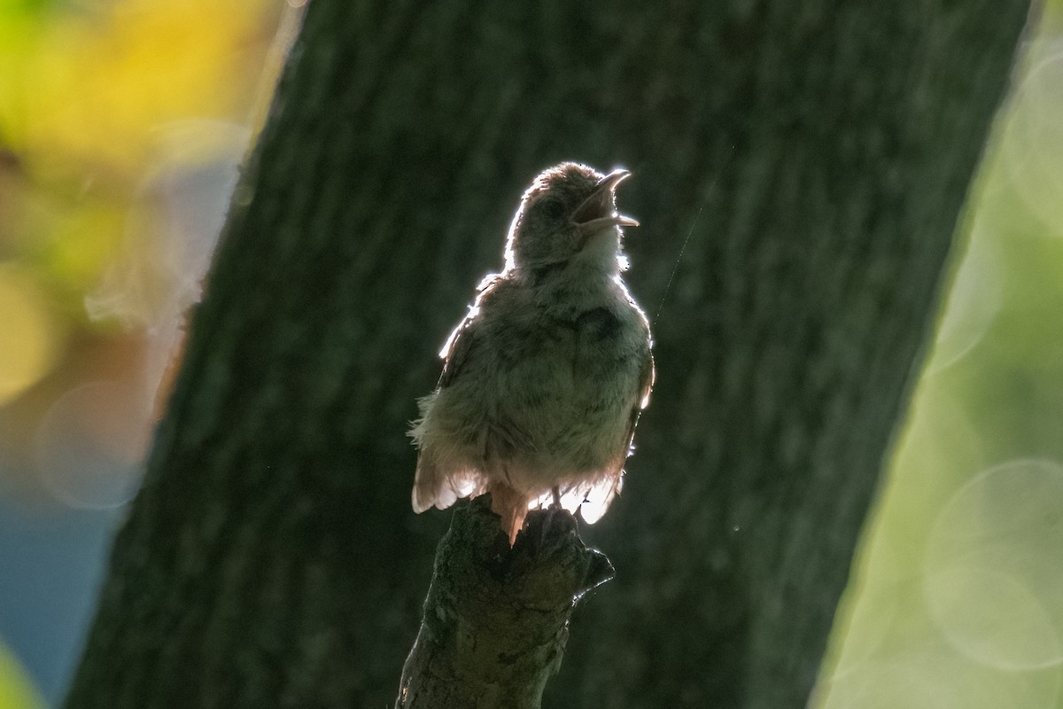 Carolina Wren - ML623318103