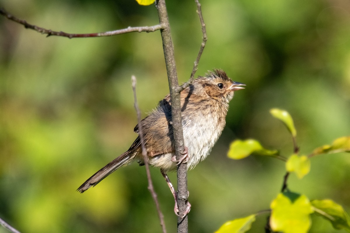Swamp Sparrow - ML623318107