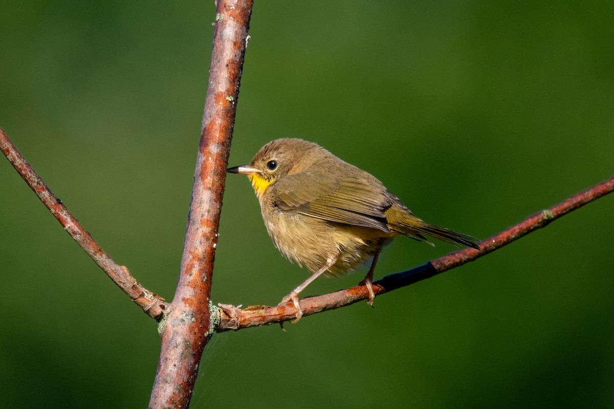 Common Yellowthroat - ML623318110