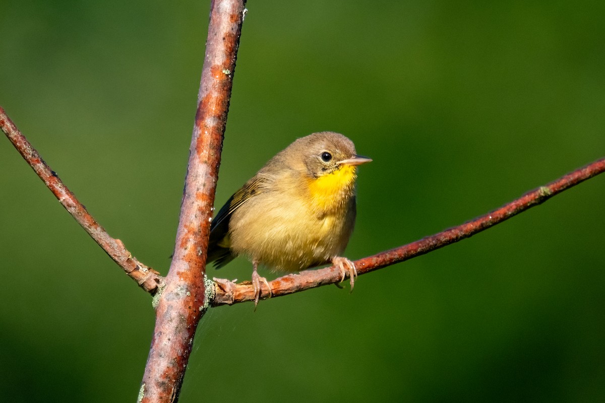 Common Yellowthroat - ML623318114