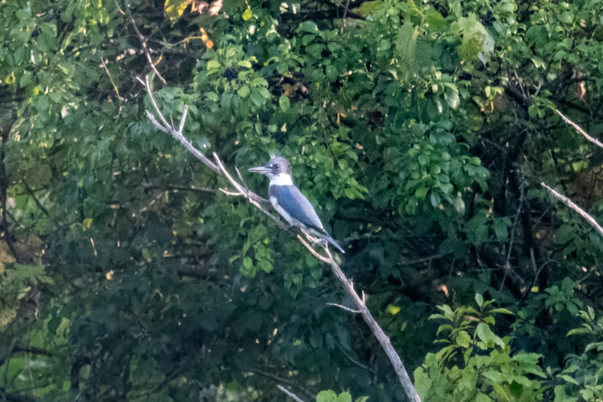 Belted Kingfisher - ML623318121