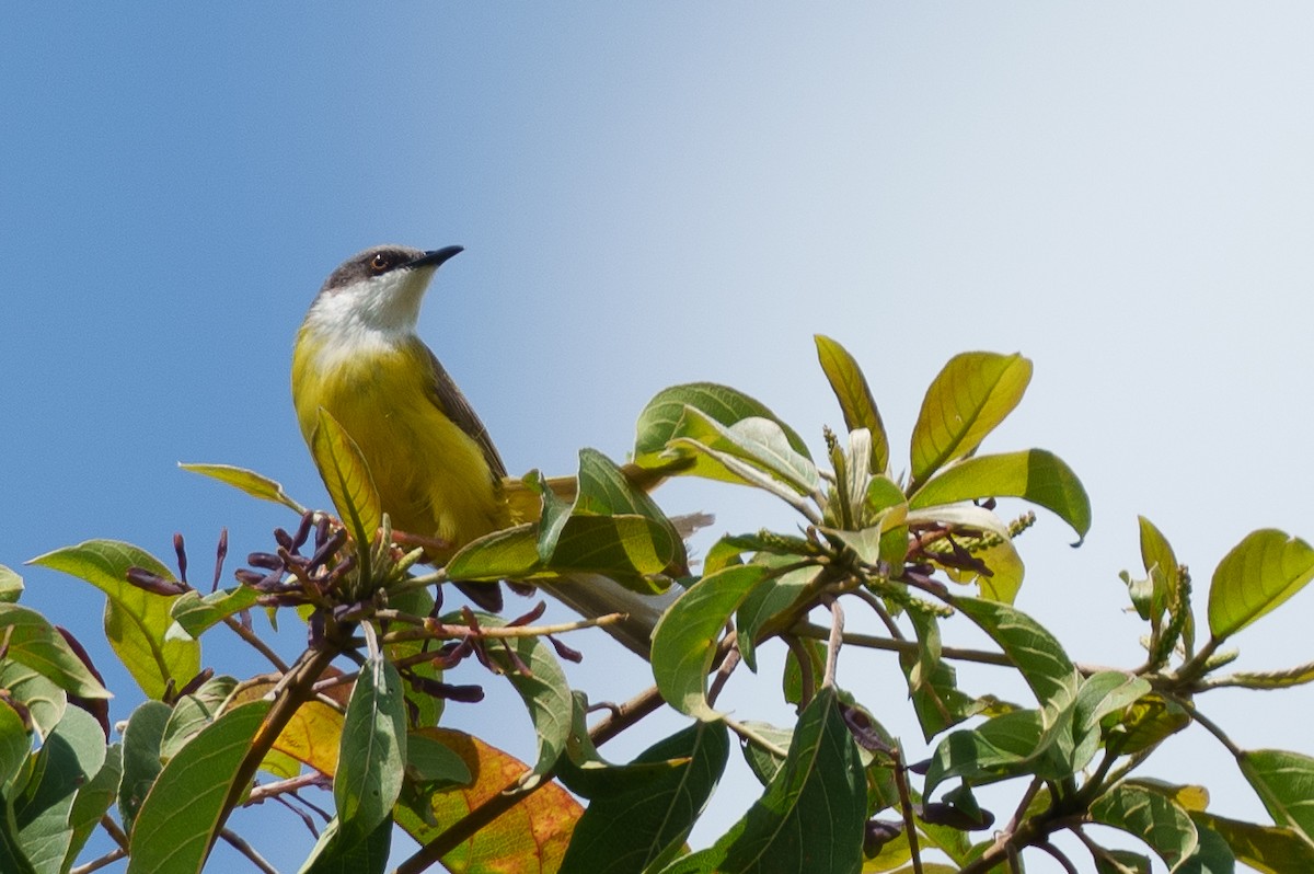 Green-backed Eremomela - ML623318138