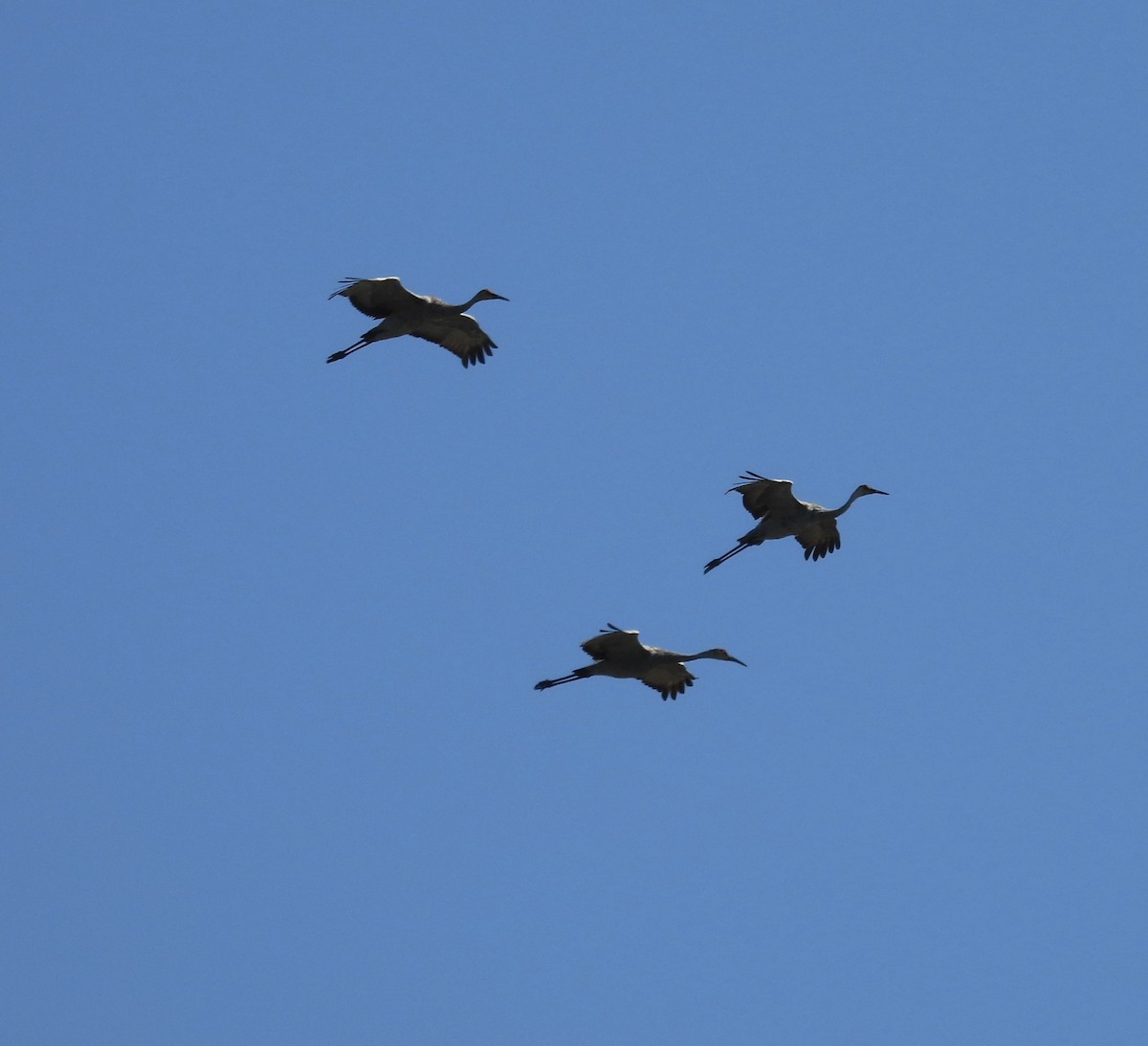 Sandhill Crane - Tracy Wiczer