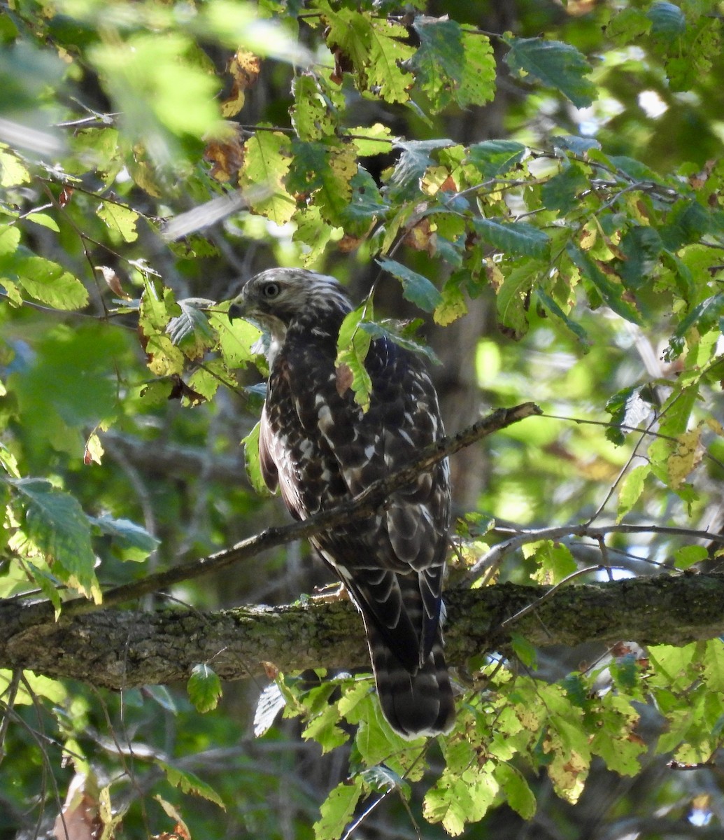 Buteo sp. - ML623318148