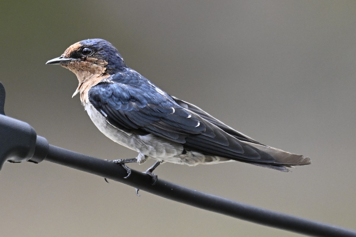 Pacific Swallow (Pacific) - ML623318152