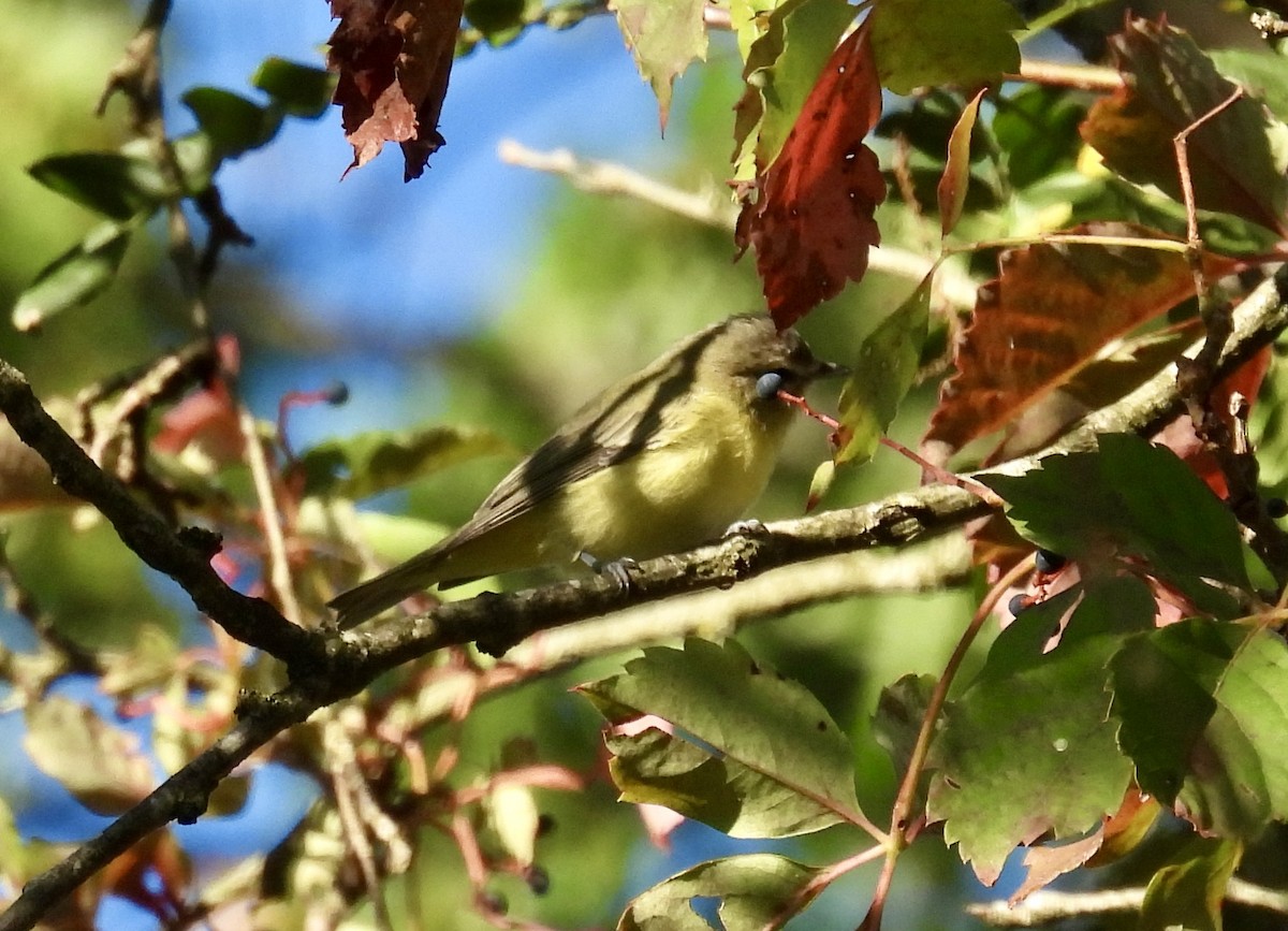 Philadelphia Vireo - Tracy Wiczer