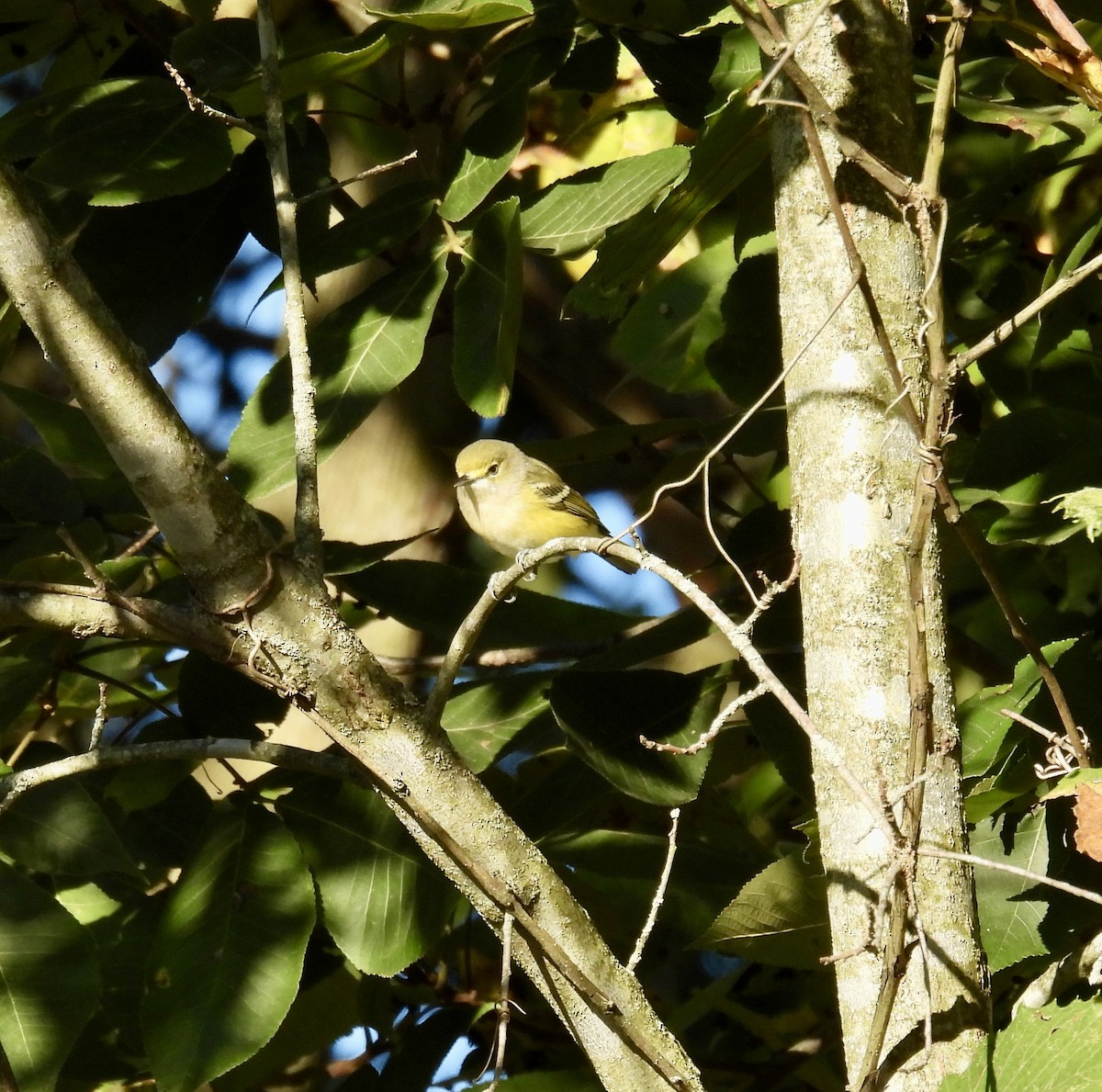 White-eyed Vireo - ML623318173