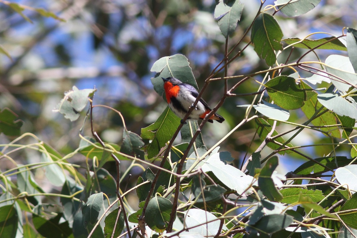 Mistletoebird - ML623318187