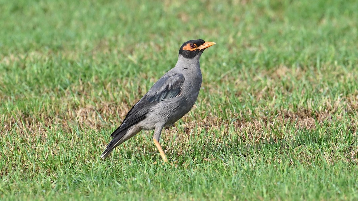 Bank Myna - ML623318243